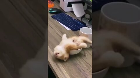 CAT SLEEPS IN CUP