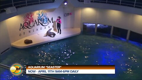 Spring break at home - Aquarium Seaster