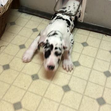 Great Dane puppy wriggles through tiny cat door