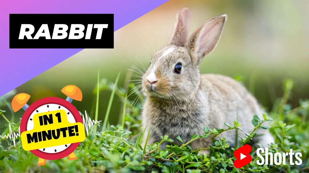 Rabbit - In 1 Minute! 🐰 One Of The Worst Animal Mothers In The Wild | 1 Minute Animals