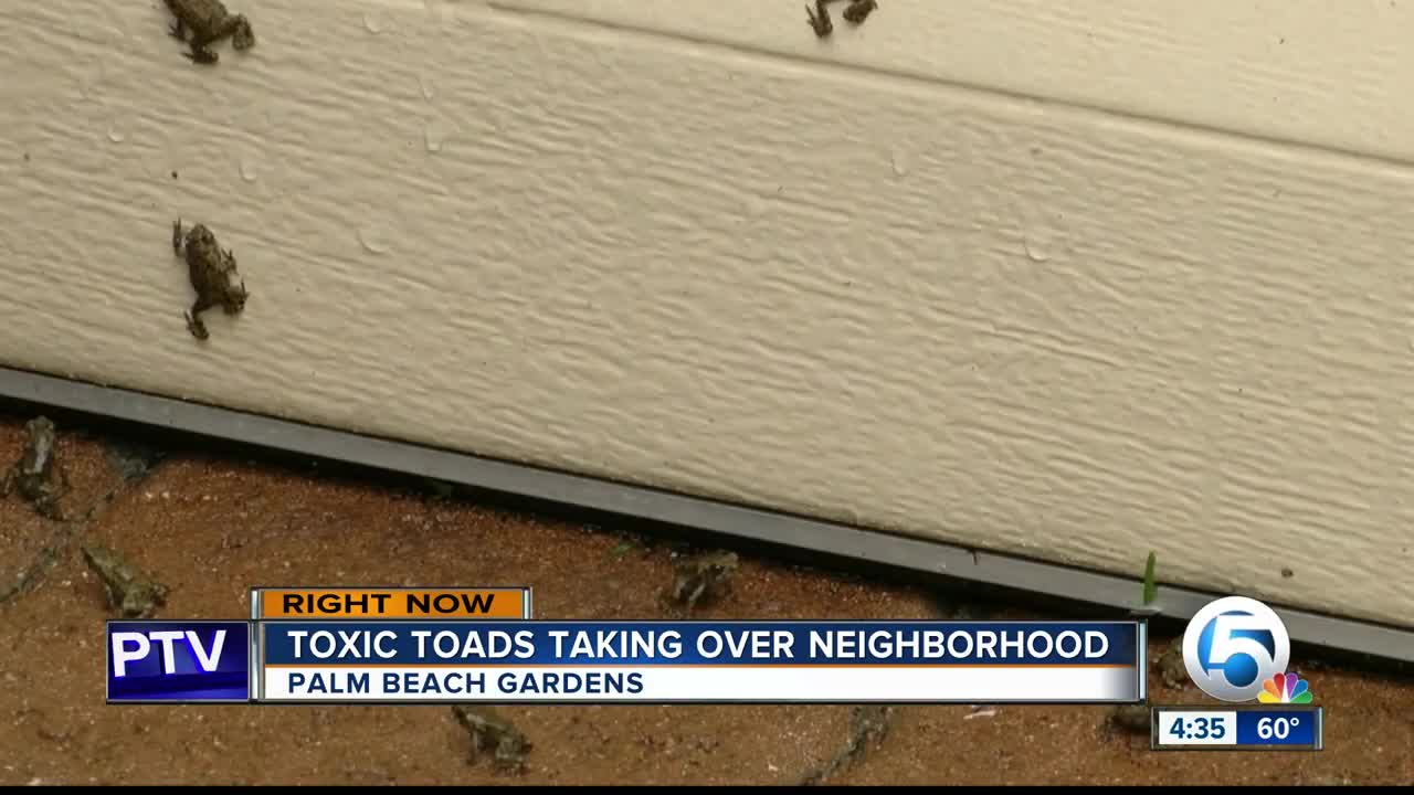 Palm Beach Gardens community concerned over outbreak of poisonous toads