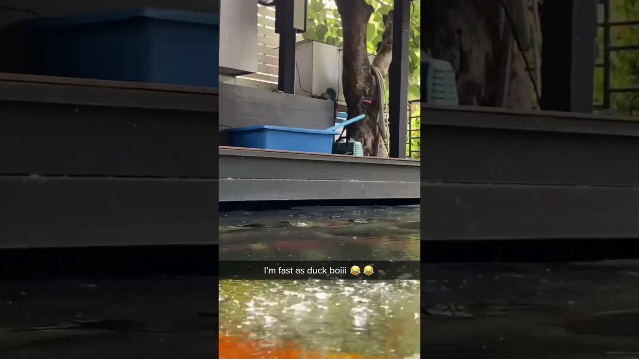 Fast as duck, boyyyy! 😂 #funny #duck #shorts