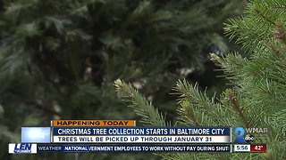 Christmas tree collection kicks off across Maryland