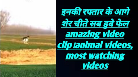 इनकी रफ्तार के आगे शेर चीते सब हुवे फेल amazing video clip।animal videos, most watching videos