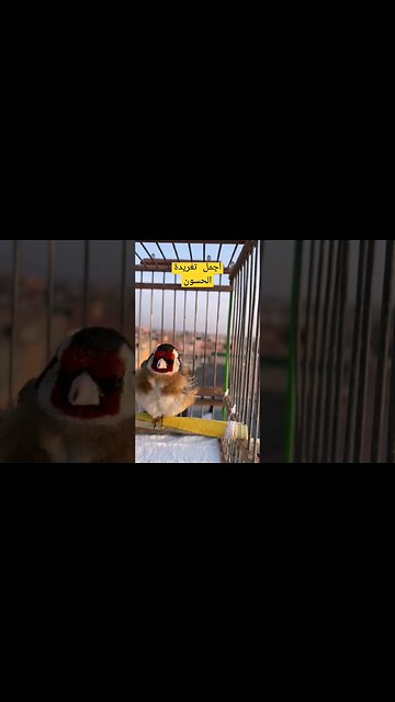 أروع تغريدة طائر الحسون كيوت روعة