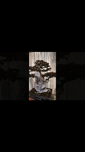 Bonsai 1