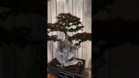 Bonsai 1