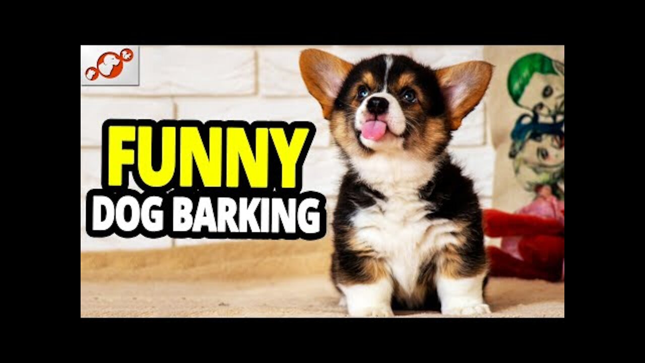 🐕 FUNNY Dogs Barking - The Funniest Dog Barking Videos 2021! *try not to laugh*