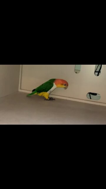 Parrot hilariously pulls off epic 'metal detector' impression