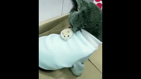 WHAT THE FFFFLIP!