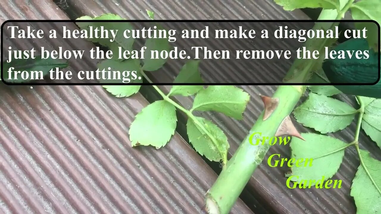 How to grow rose cuttings in water