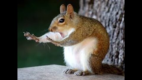 Try Not To Laugh Funny Animals and Cuteness