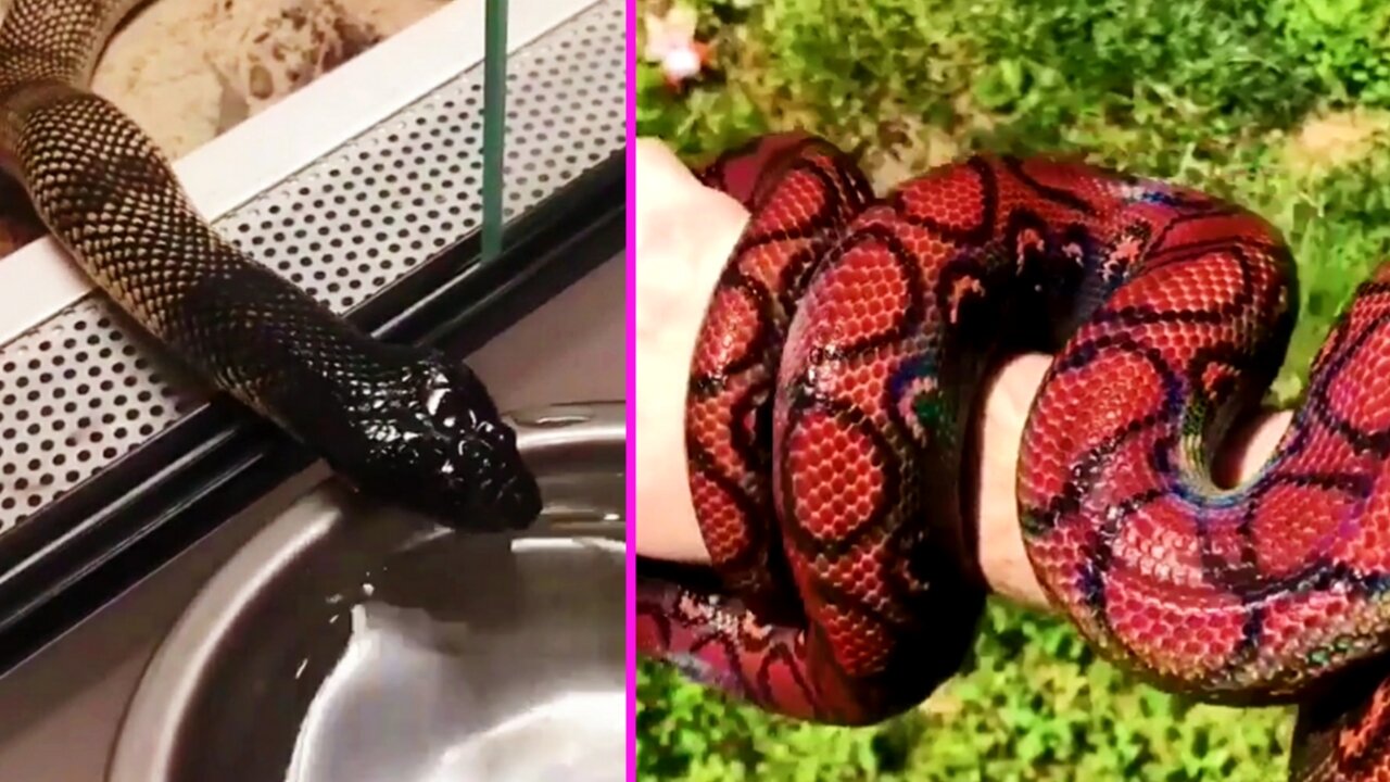 Big black snake amazing video 2021