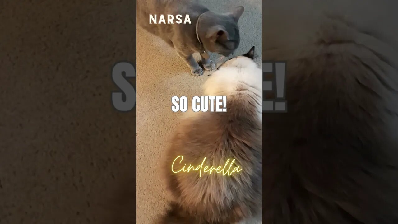 My kitties favorite pastime! #caturday #cat