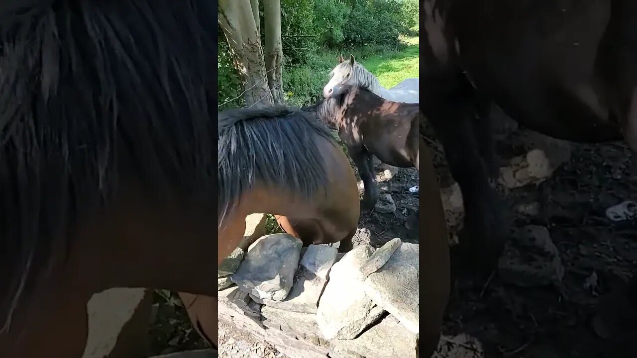 Hi There🐎 #nature #uk #yorkshire