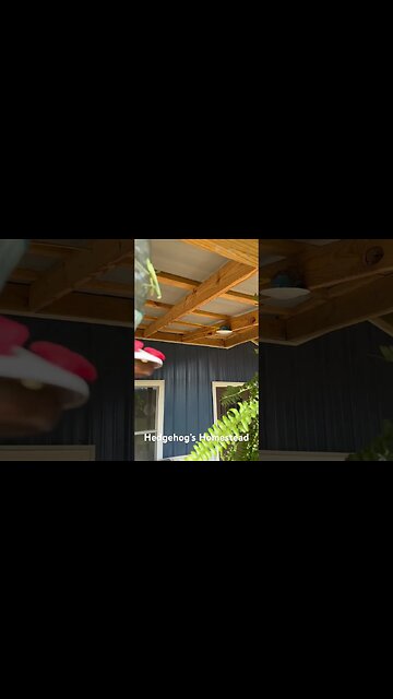 Praying mantis #hedgehogshomestead #Prayingmanits