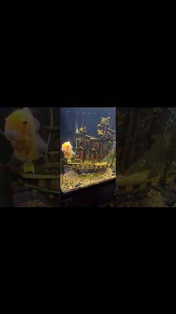 Dead fish tell NO tales