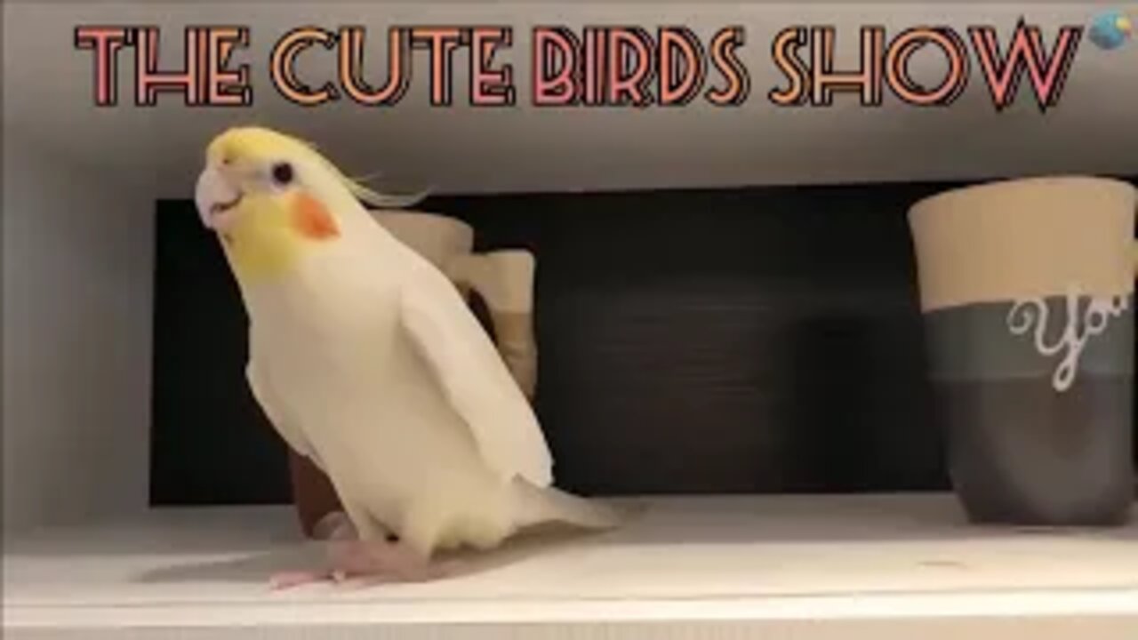 Funny birds