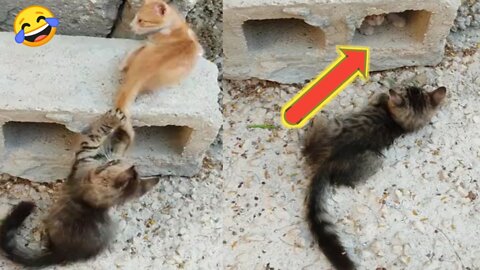 Two cats seen in this video, one pulled his friend's tail from behind, then what must be seen