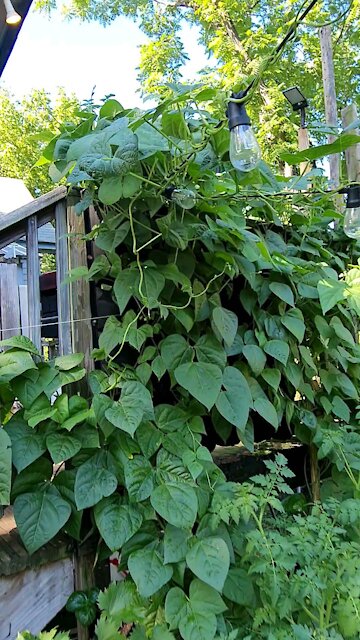 FIRST GREEN BEAN OF 2021