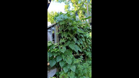 FIRST GREEN BEAN OF 2021