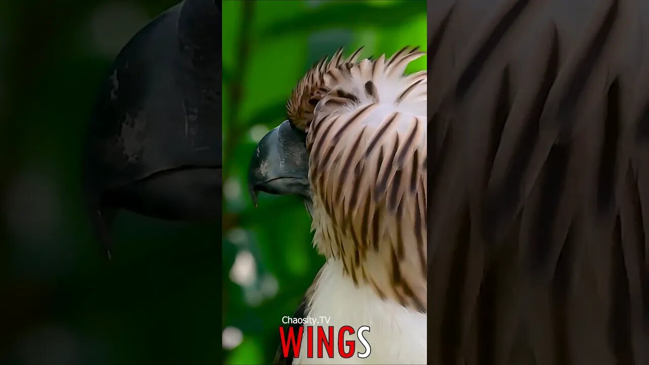 🐧 #WINGS - Fluffy Headed Hunter: The Monkey-Eating Eagle Waves its Feathers 🐦