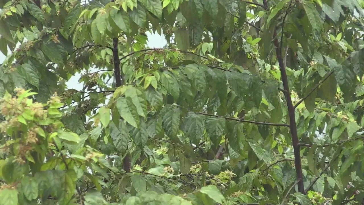 Rain Heavy Rain Storm Cloudburst Nature