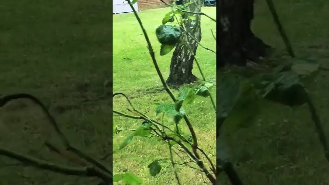 a bird 🐦 going about its day enjoy 😉