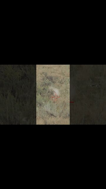 Hunting Coyotes #shorts #dog #animals #hunter #209