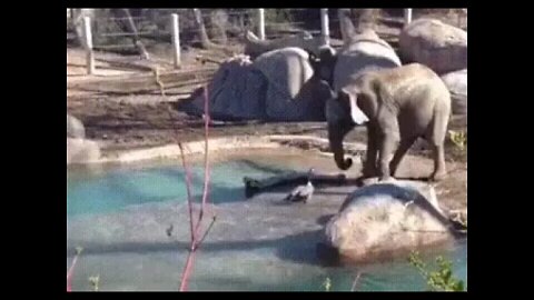 Baby elephant vs bird - Elephant fights with the bird he is annoyed #elephant #bird #shorts