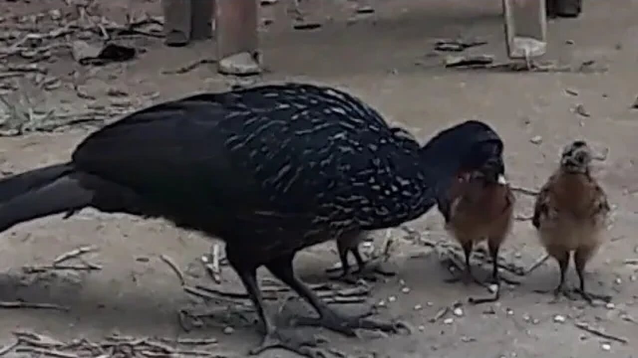 JACU E SEUS FILHOTES