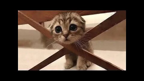 Cute And Funny Pets- Try Not To Laugh To These Pets Compilation