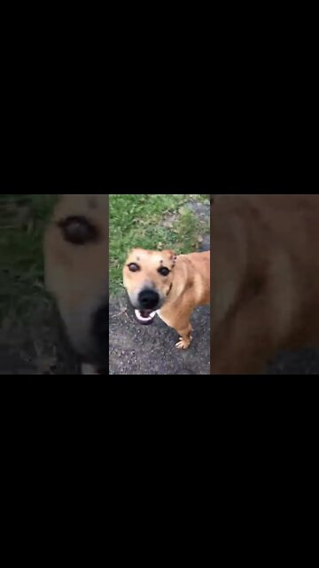 Very happy rescue bull arab dog running to owner