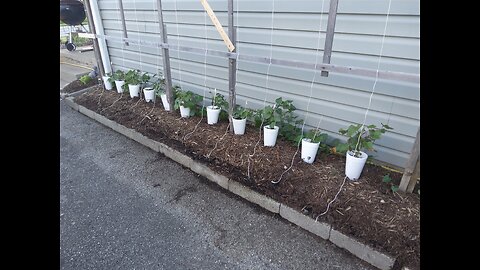 Growing Sweet Potatoes Vertically 5/13/24