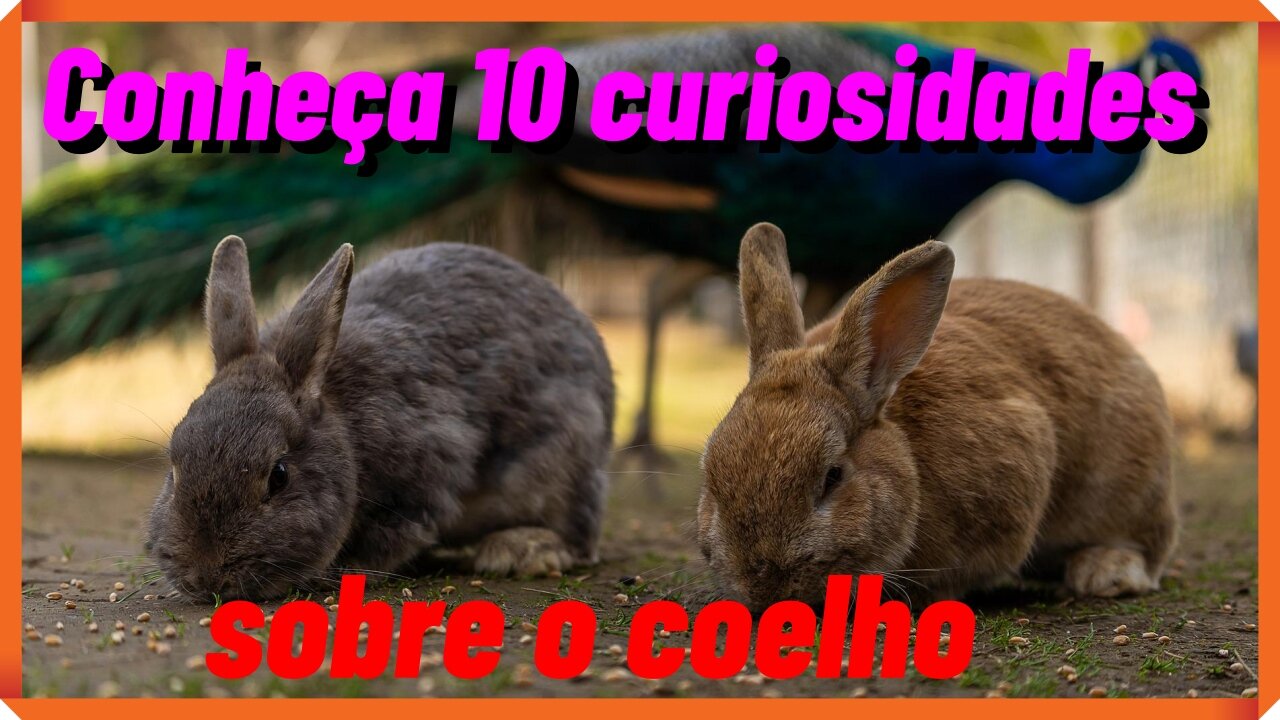 Conheça 10 curiosidades sobre o coelho