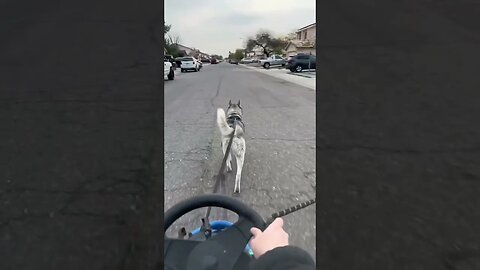 Fun way to exercise your dogs #cutedogs #husky #dogs #funnydogs #funnyhuskyvideo #exercise #pets