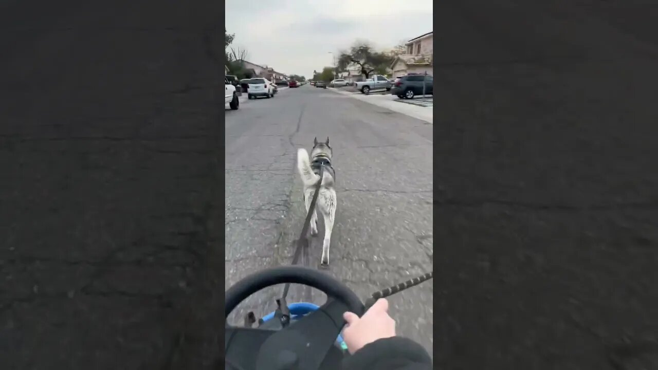 Fun way to exercise your dogs #cutedogs #husky #dogs #funnydogs #funnyhuskyvideo #exercise #pets