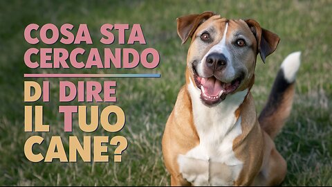 Decifra il linguaggio del corpo dei cani e rafforza il legame con il tuo animale doméstico!