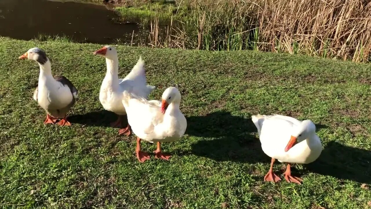 Our geese say hello after swimming in the creek #freerange #geese #pilgrimgeese #settlergeese