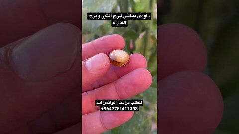 حجر داودي لبرج الثور #امارات #السعودية #بحرينيات #عراق #قطر