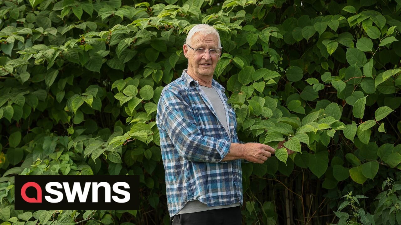 Angry locals fear Japanese knotweed will knock thousands of pounds of properties' value