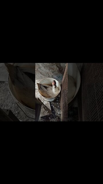 Muscovy Duck has laid eggs in a bucket and is sitting on them