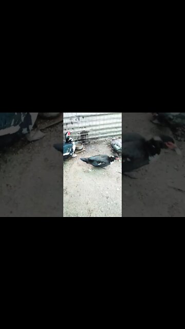 Good morning muscovy ducks and dtakes