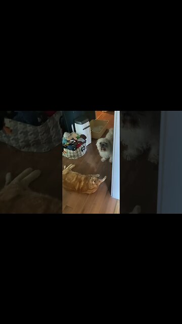 Acting innocent, wouldn’t let the dog pass. #gingercat #shorts #pets