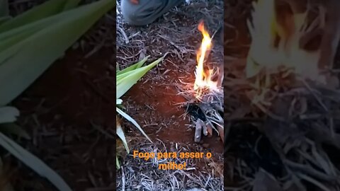 Preparando fogo para o milho