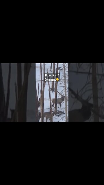 Hit or Miss on this bull elk? #elk #elkhunting #hunting #shortsvideo #shortsfeed #wyoming #hit #miss