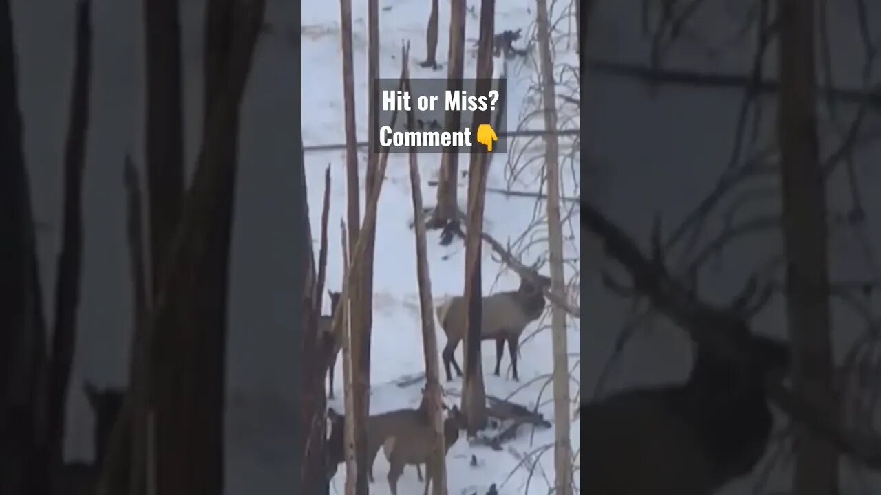 Hit or Miss on this bull elk? #elk #elkhunting #hunting #shortsvideo #shortsfeed #wyoming #hit #miss