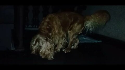 #dogshow , #animals , #dogs , #shorts