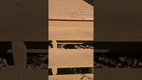 my dog likes to be under things sometimes.