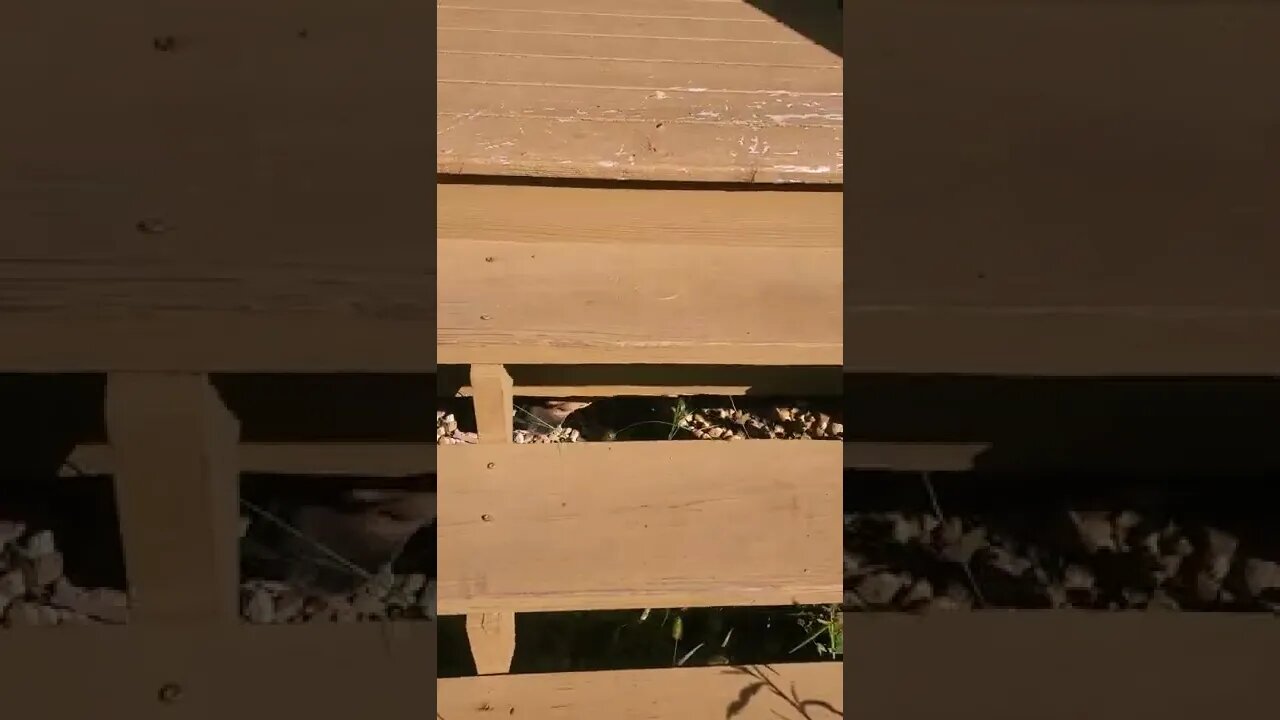 my dog likes to be under things sometimes.